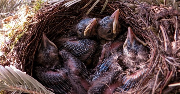 Zitten er nesten in je tuin?